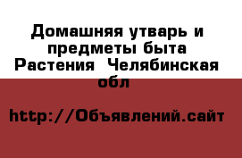 Домашняя утварь и предметы быта Растения. Челябинская обл.